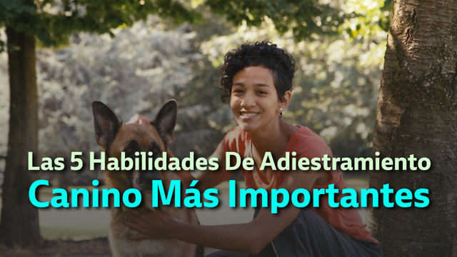Las 5 Habilidades De Adiestramiento Canino Más Importantes