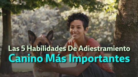 Las 5 Habilidades De Adiestramiento Canino Más Importantes