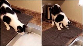 Katt forstår seg ikke på skum!