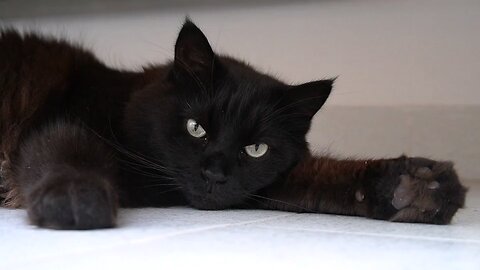 black cat 🐈💕💗💕