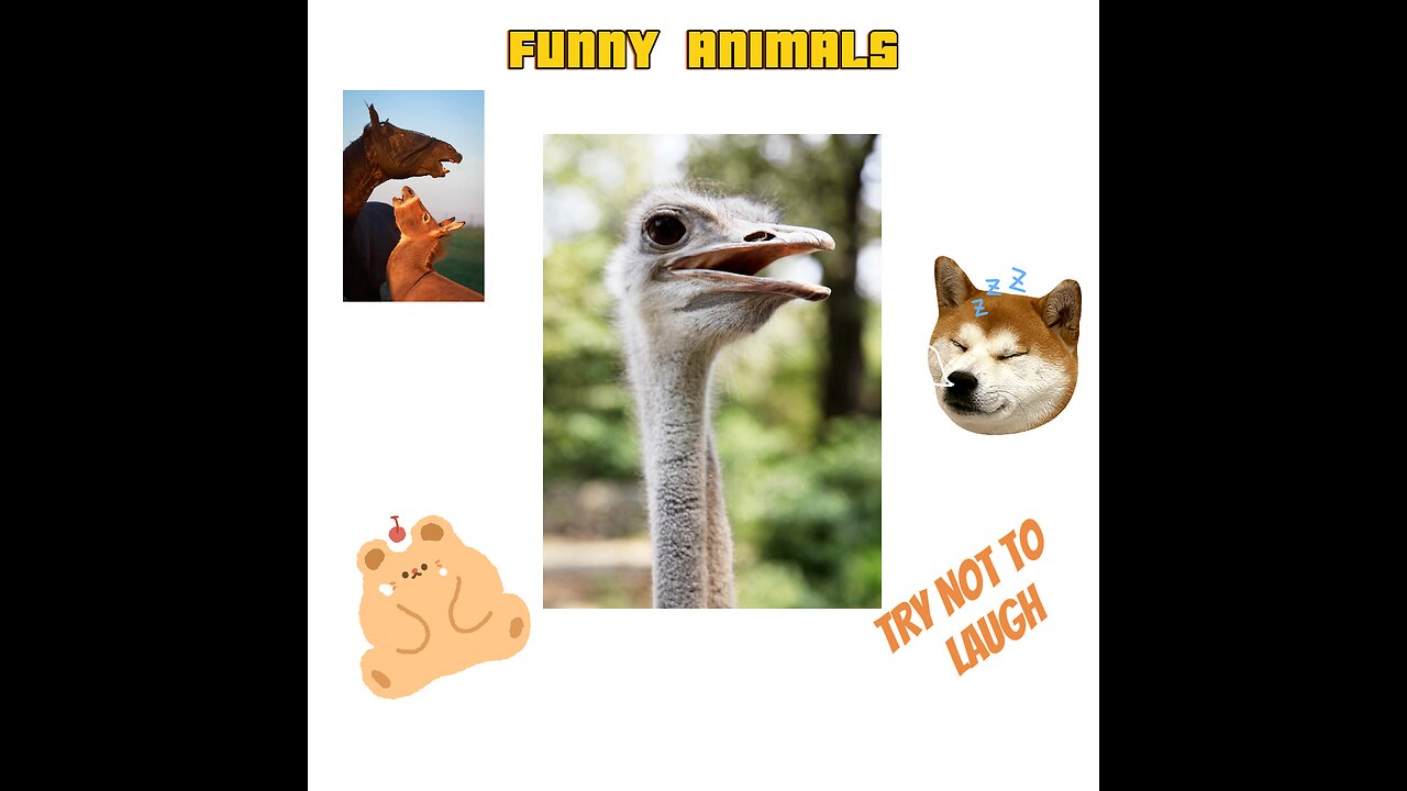 Hilarious Hijinks of Our Furry Friends! 😍😍😍- Funny Animals -4
