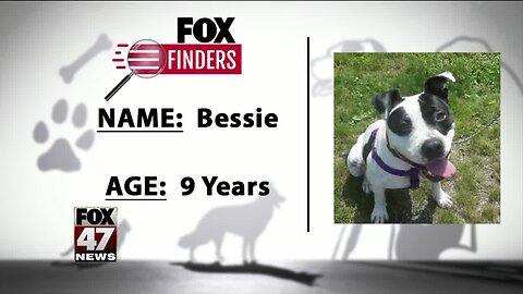 FOX Finders Pet Finder - Bessie