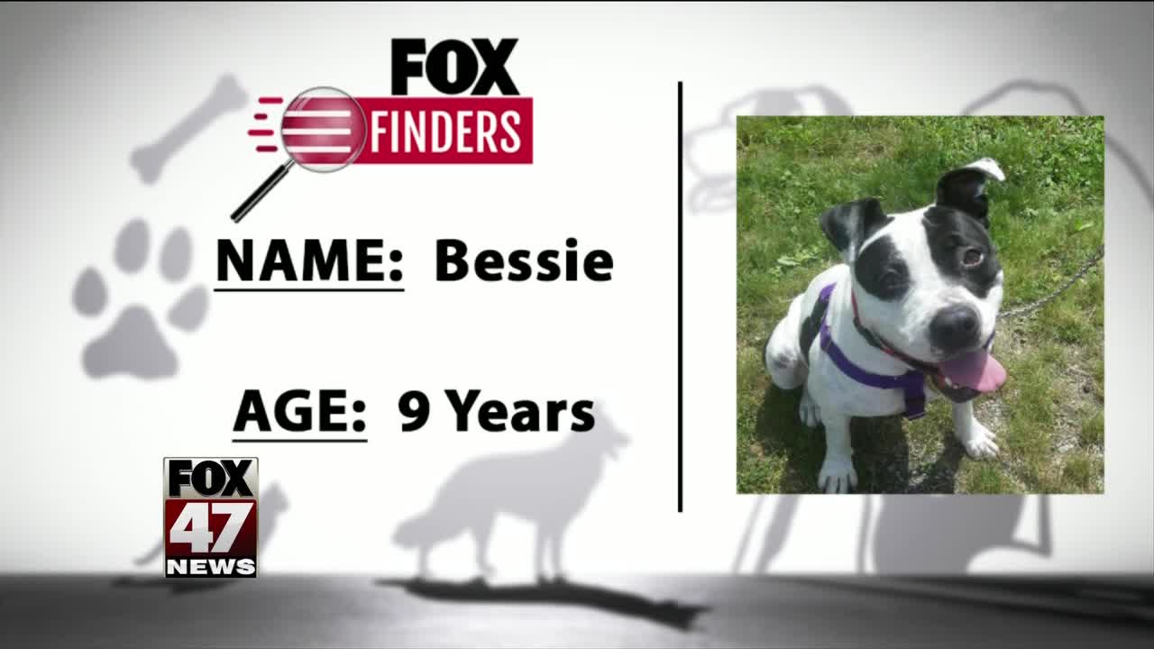 FOX Finders Pet Finder - Bessie