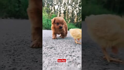 Which is Cutest? Definitely puppy 🐶 #cute #funnyanimals #tiktok #funnyvideos #dog #viral