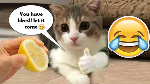 Stunts and funny actions of mischievous cats