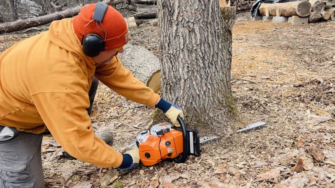 Chainsaw Stump Removal - Don't Do This With a New Chain