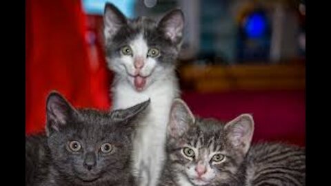 Funny Try Not To Laugh ''Cat Addition'' Pt 1