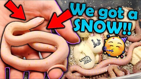 Baby Snow Bullsnakes hatching!