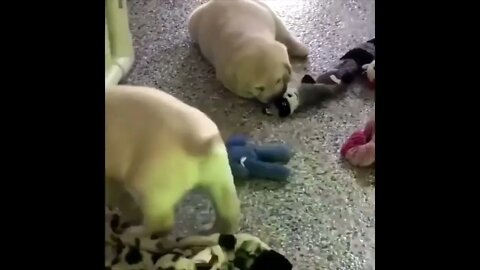 Labrador Compilation - Cute and Funny