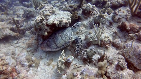 Turkoise Seafari Diving June 2021- Turks and Caicos Providenciales