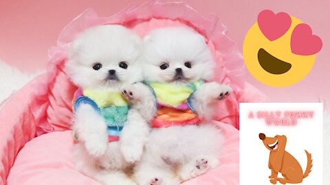 😍OMG😍 These Cute Teacup Puppies Will Melt Your Heart🐶 A Funny Silly World