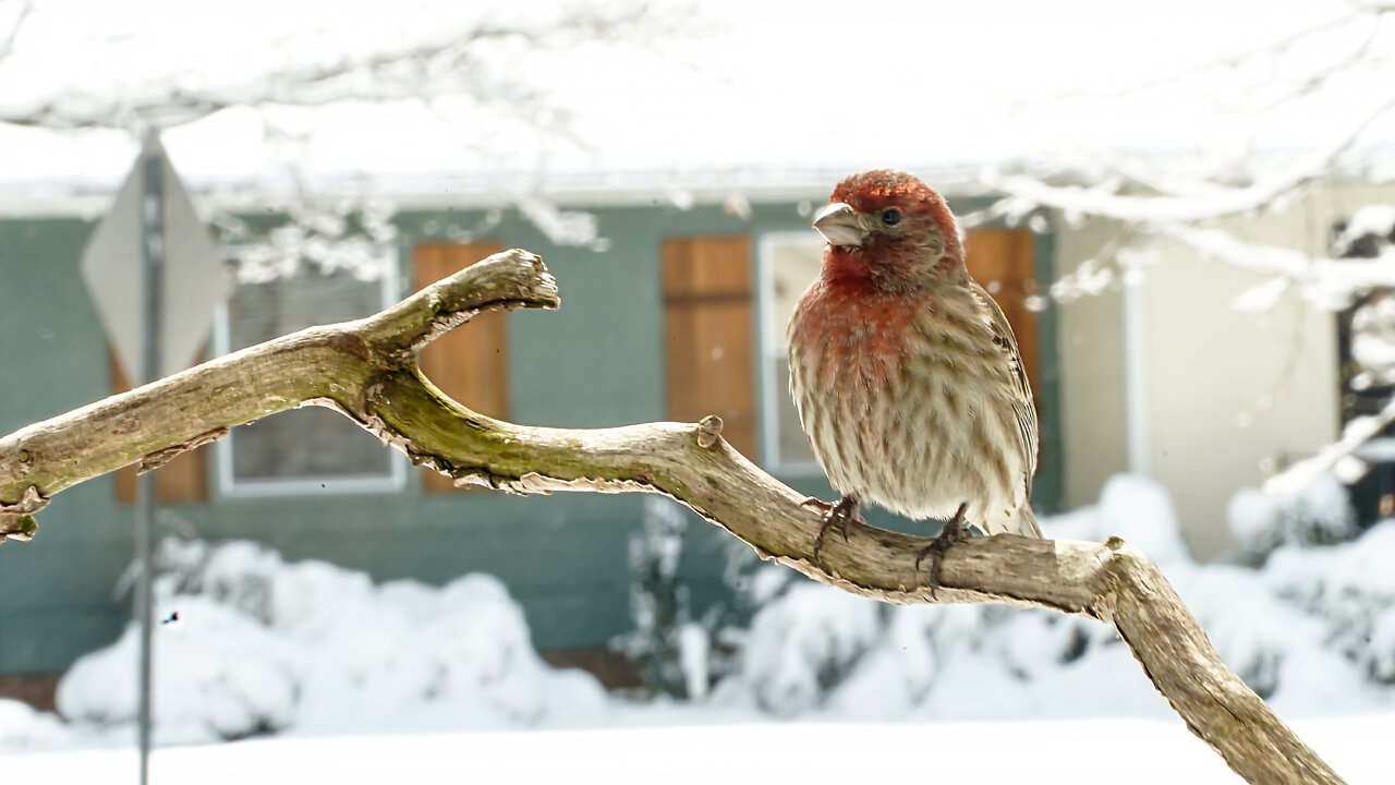 Snow in March 2022
