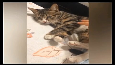 #Cats and dogs fanney #videos and# other animals#