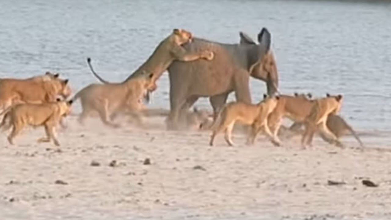Young elephant survives attack by 14 Lions | Animal video