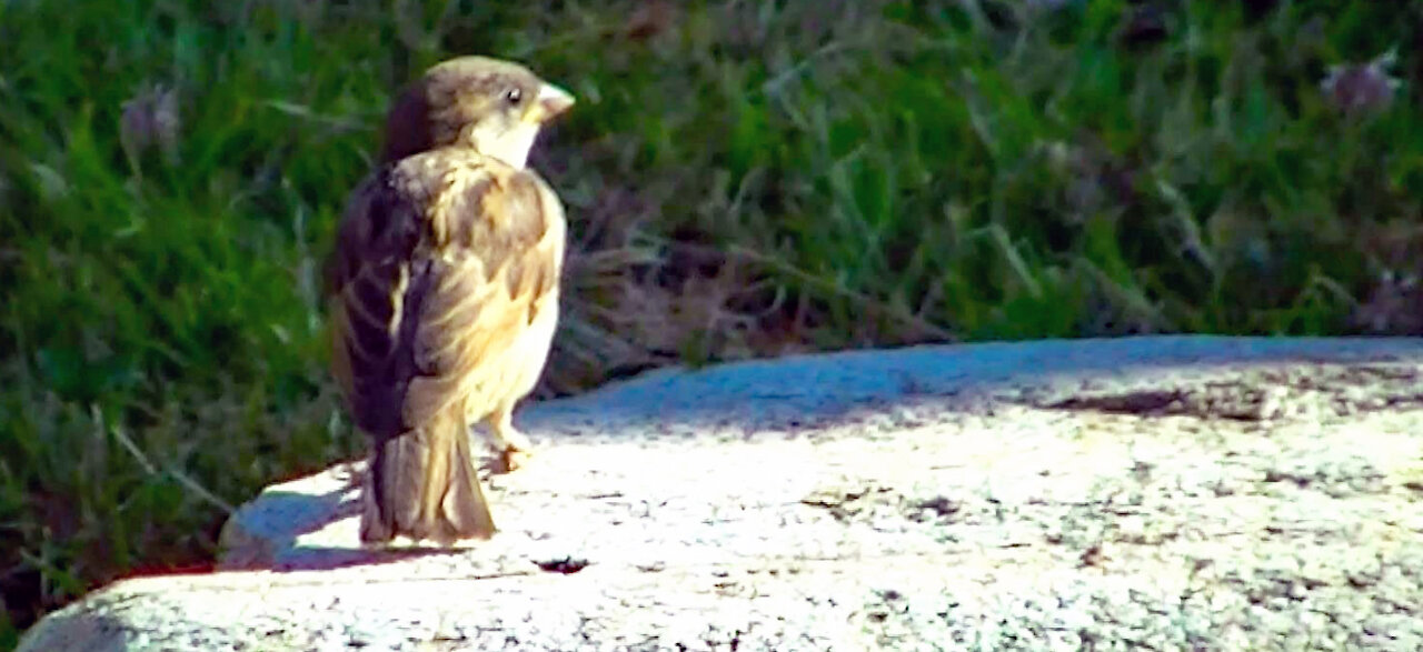 IECV NV #425 - 👀 House Sparrows And A Starling🐤 7-15-2017