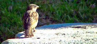 IECV NV #425 - 👀 House Sparrows And A Starling🐤 7-15-2017
