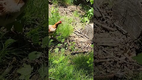 small chicken encounters snake #farmstead #shortsfeed #snake #chicken