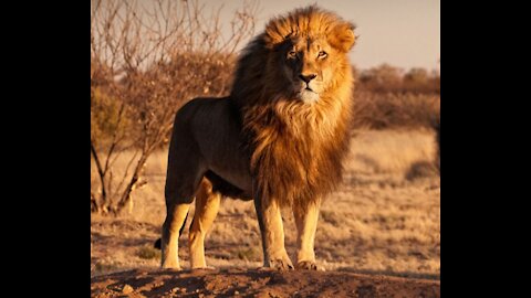 the king of the jungle and the big cats showing his love to people