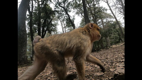 Moroccan forest of Azrou. Monkey scenes.