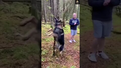 🤣 🐶 Sorry Hooman 😅🐕‍🦺| #Funny #dog #shorts