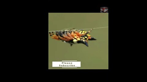 The Jewel Spider Facts #shorts #amazingfacts #spider
