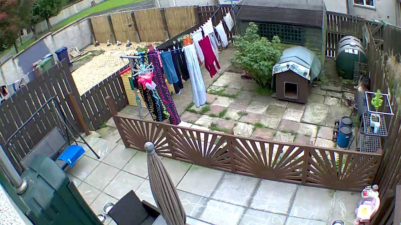 Dogs caught on camera destroyed the plants seeds 😱