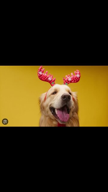 There are thousands of ways for dogs to play 😆