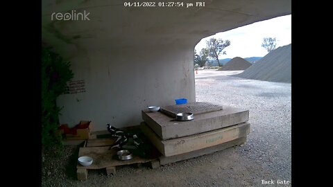 Magpie 04:11:01 26pm