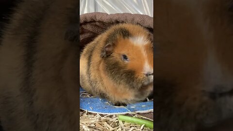 Guinea pig Tibby just woke up
