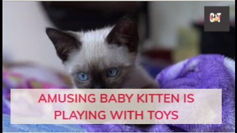 Amusing Baby Kitten Is Playing With Toys