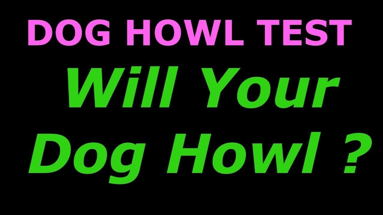 Dog Howl Test ~ Sounds To Make Your Dog Howl dog tv stimulation