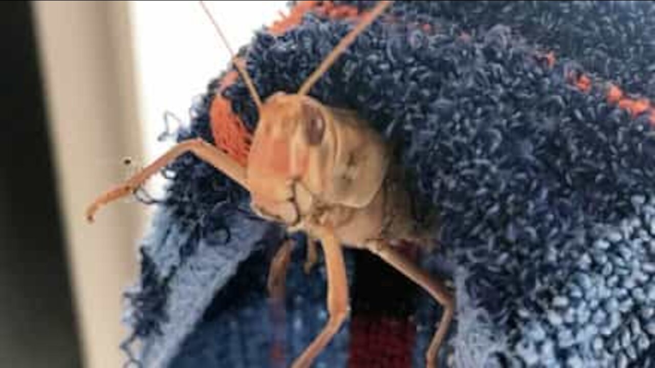 Praga de gafanhotos invade céus de cidade indiana