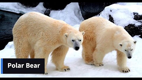 Polar bear -- The Largest Land Predator