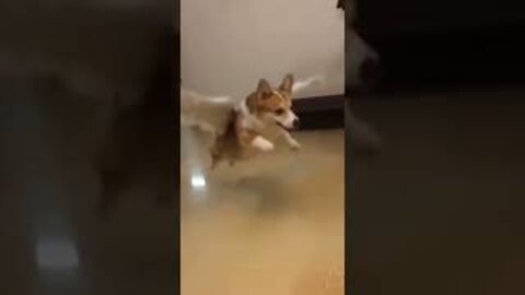 Funny videos fairy dog video