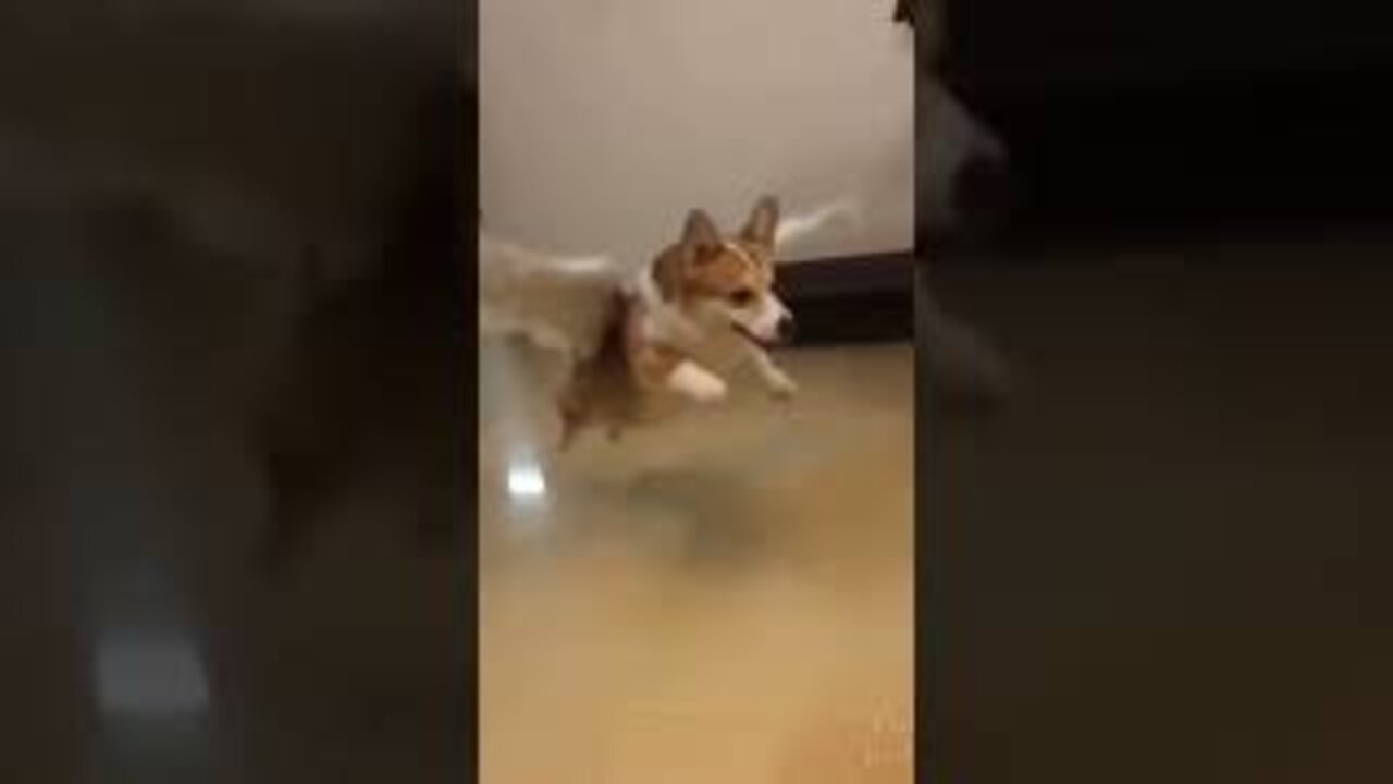 Funny videos fairy dog video
