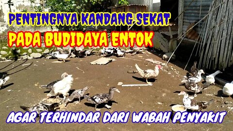 FUNGSI KANDANG SEKAT UNTUK TERNAK ENTOK
