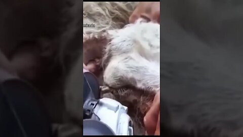 VEJA COMO SERRAR CHIFRE DE BODE - ANIMAL ESTAVA SOFRENDO MUITO #bode #CABRADASMONTANHAS