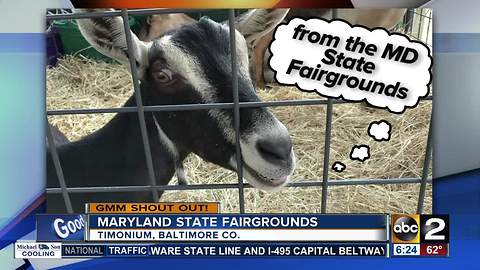 Good morning shout out from goat at the Maryland State Fairgrounds