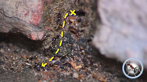 Tweezers and ants. Feeding time.