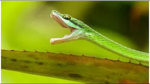 Costa Rica Naturens skatkammer (Costa Rica The Rise of Nature)