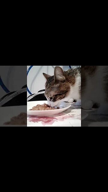 Sweet Hungry Kitten #shorts