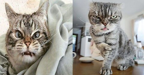 Funny Animals 2023||#69 Cats videos| Funniest Animals 2023?