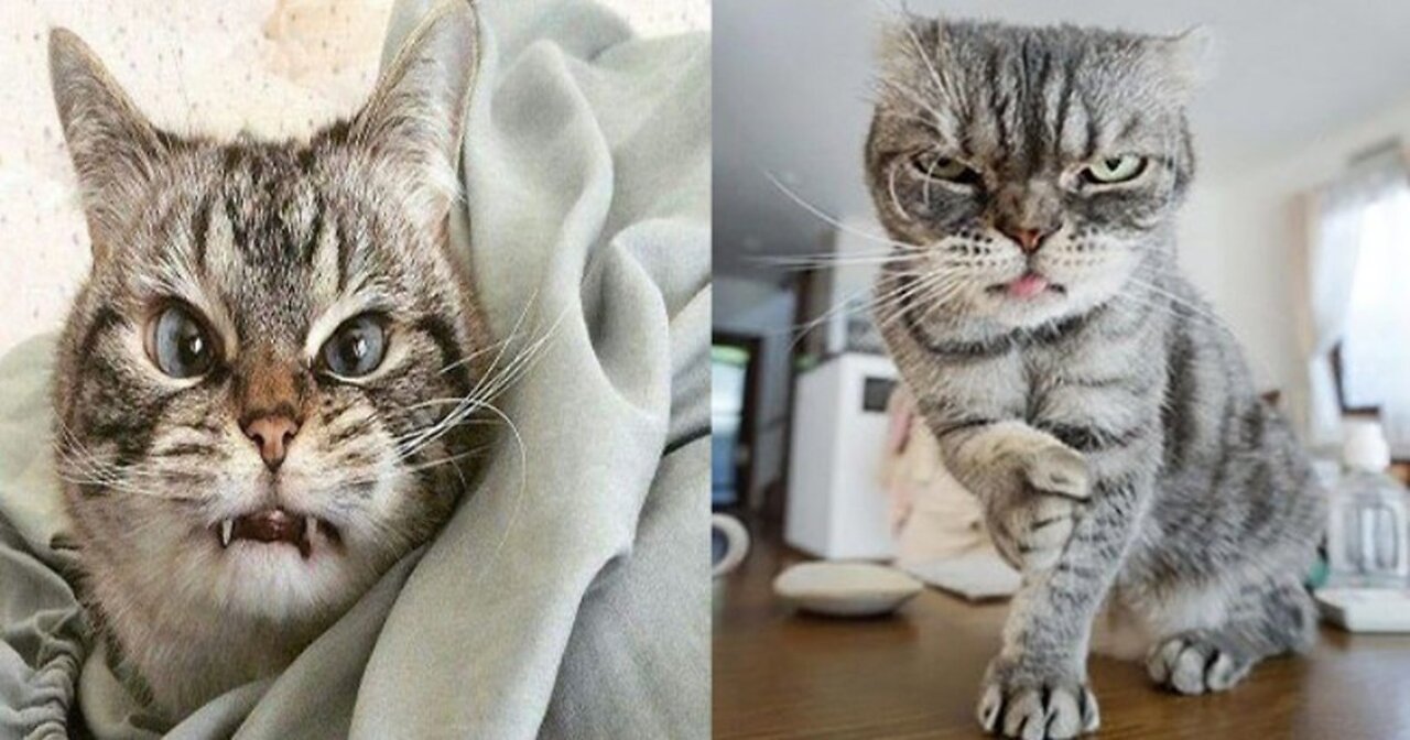 Funny Animals 2023||#69 Cats videos| Funniest Animals 2023?