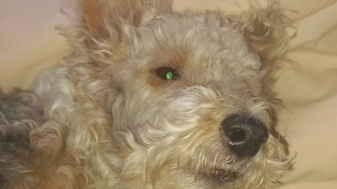 Фоксик Джулия | не любит стрижку (груминг). Foxy Julia | does not like haircut (grooming)