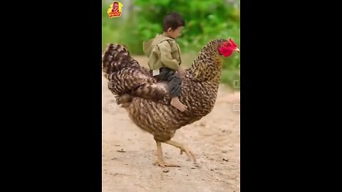 Funny kid ride chicken
