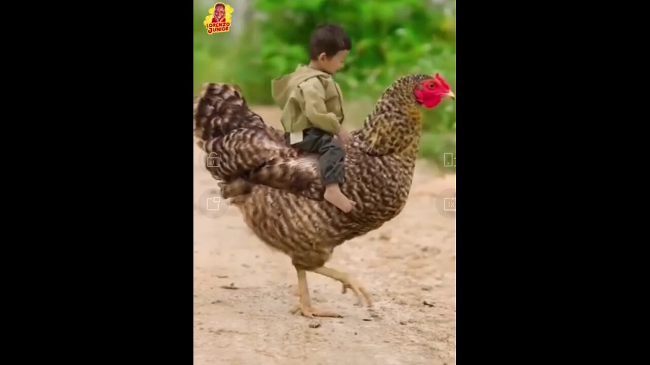 Funny kid ride chicken