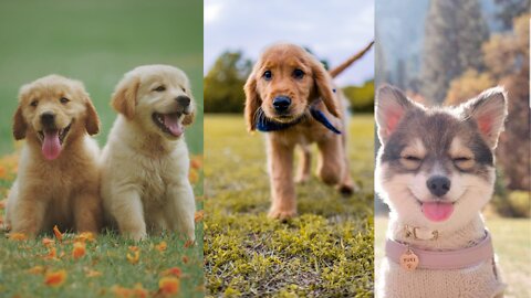 Cute puppy video