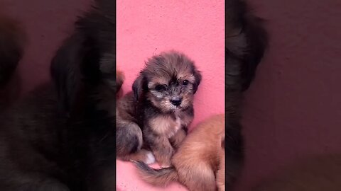 Why are These Lhasa Apso Puppies So Cute 🥺🥺🙈 #shorts #lhasaapso #puppy #cute #doglover