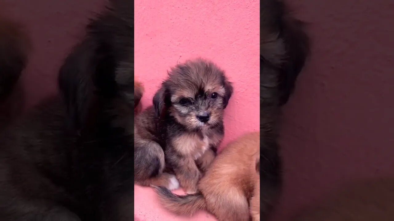 Why are These Lhasa Apso Puppies So Cute 🥺🥺🙈 #shorts #lhasaapso #puppy #cute #doglover