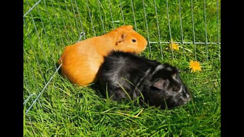 Due simpatici porcellini d'India gareggiano in auto!